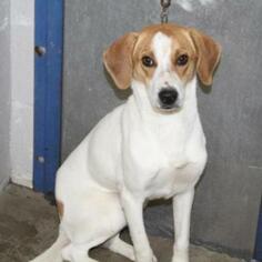 Beagle Dogs for adoption in Woodside, NY, USA