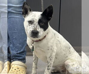 Mutt Dogs for adoption in Washington, DC, USA