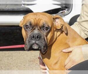 Boxer Dogs for adoption in Ojai, CA, USA