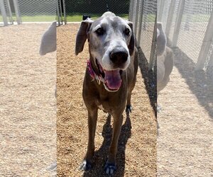 Great Dane Dogs for adoption in Virginia Beach, VA, USA