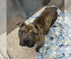 Mutt Dogs for adoption in Martinsburg, WV, USA