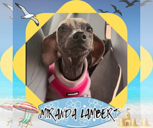 Dachshund Dogs for adoption in San Antonio, TX, USA