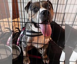 American Pit Bull Terrier-Unknown Mix Dogs for adoption in Houston, TX, USA