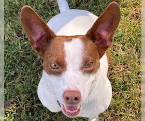 Rat-Cha Dogs for adoption in Cookeville, TN, USA
