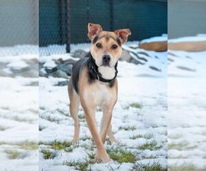 Shepradors Dogs for adoption in Derwood, MD, USA