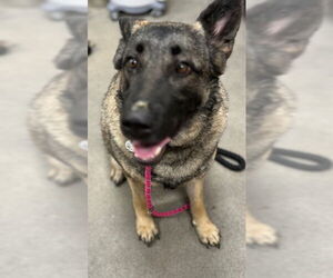 German Shepherd Dog-Unknown Mix Dogs for adoption in Forestville, MD, USA