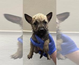 Mutt Dogs for adoption in HESPERIA, CA, USA