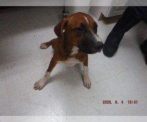 Rhodesian Ridgeback-Unknown Mix Dogs for adoption in Oroville, CA, USA