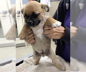 Chihuahua Dogs for adoption in Riverside, CA, USA