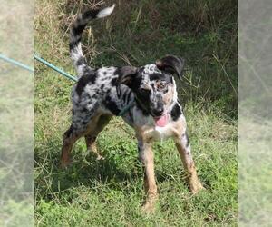 Catahoula Leopard Dog Dogs for adoption in Bandera, TX, USA