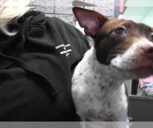 Mutt Dogs for adoption in Tulsa, OK, USA