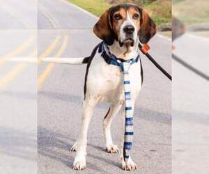 Treeing Walker Coonhound Dogs for adoption in Smithfield, PA, USA