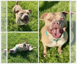 American Pit Bull Terrier Dogs for adoption in Westminster, MD, USA