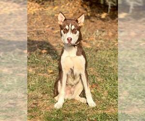 Siberian Husky Dogs for adoption in Westminster, MD, USA