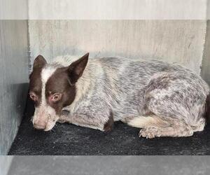 Mutt Dogs for adoption in San Antonio, TX, USA