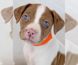 Bulldog-Unknown Mix Dogs for adoption in Kennesaw, GA, USA