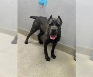 Mutt Dogs for adoption in Las Vegas, NV, USA