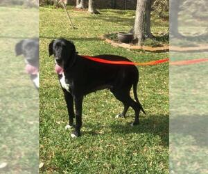 Great Dane Dogs for adoption in Rosenberg, TX, USA