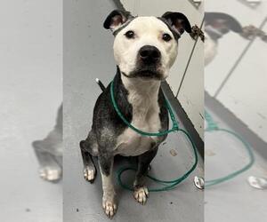 American Pit Bull Terrier Dogs for adoption in Peoria, IL, USA