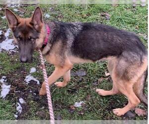 German Shepherd Dog Dogs for adoption in Techny, IL, USA