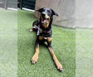 Doberman Pinscher-Labrador Retriever Mix Dogs for adoption in San Francisco, CA, USA