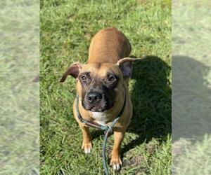 American Staffordshire Terrier Dogs for adoption in Fort Lauderdale, FL, USA