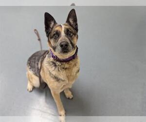 Mutt Dogs for adoption in Denver, CO, USA
