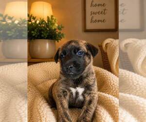 Holland Shepherd-Unknown Mix Dogs for adoption in Mooresville, NC, USA