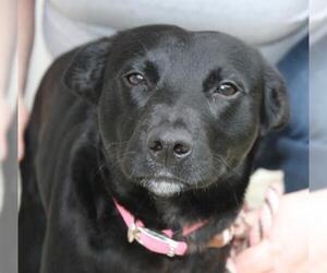 Mutt Dogs for adoption in Graniteville, SC, USA