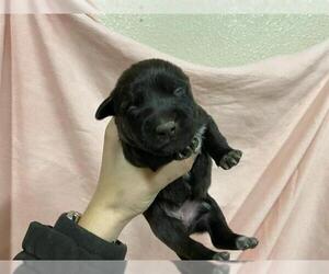 German Shepherd Dog-Unknown Mix Dogs for adoption in Modesto, CA, USA