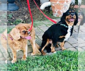 Cavalier King Charles Spaniel Dogs for adoption in Atlanta, GA, USA