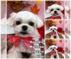 Maltese Dogs for adoption in Seattle, WA, USA