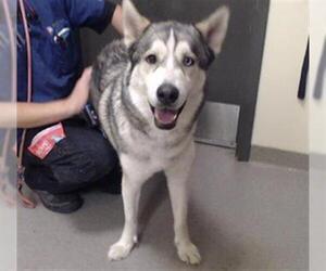 Siberian Husky Dogs for adoption in Denver, CO, USA