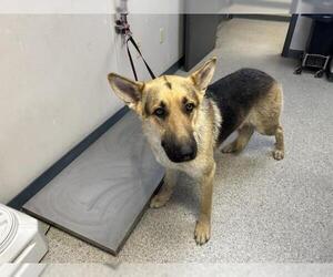German Shepherd Dog-Unknown Mix Dogs for adoption in Visalia, CA, USA