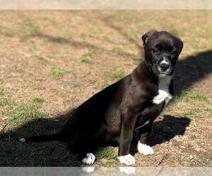 German Shorthaired Pointer-Unknown Mix Dogs for adoption in Brewster, MA, USA