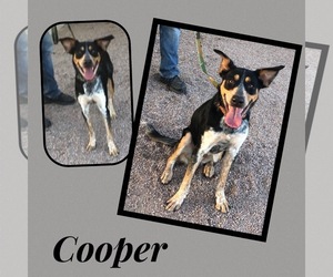 Australian Shepherd-German Shepherd Dog Mix Dogs for adoption in scottsdale, AZ, USA
