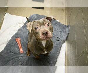 American Pit Bull Terrier Dogs for adoption in Decatur, IL, USA