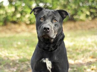 Labrottie Dogs for adoption in Tavares, FL, USA