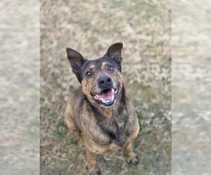 German Shepherd Dog Dogs for adoption in Temple, TX, USA
