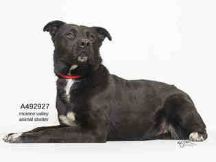 Borador Dogs for adoption in Moreno Valley, CA, USA