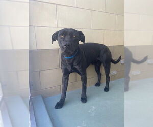 American Pit Bull Terrier-Unknown Mix Dogs for adoption in Riverside, CA, USA