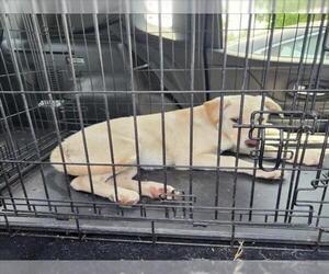 Great Pyrenees-Unknown Mix Dogs for adoption in Tracy, CA, USA