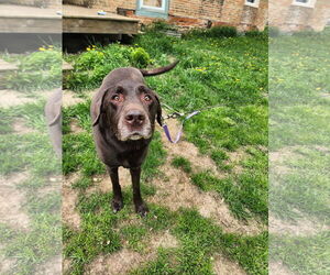 Labrador Retriever-Unknown Mix Dogs for adoption in New London, WI, USA