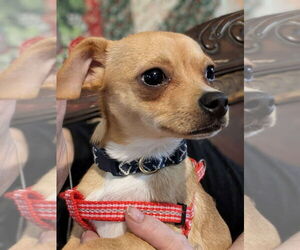 Chihuahua Dogs for adoption in Aurora, IN, USA