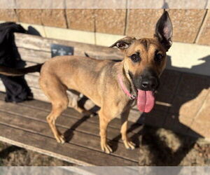 Rhodesian Ridgeback-Unknown Mix Dogs for adoption in Tulsa, OK, USA