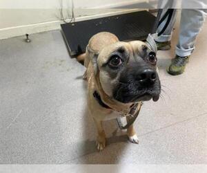 Chihuahua-Unknown Mix Dogs for adoption in Pasadena, CA, USA