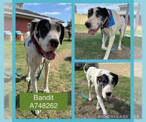 Great Dane-Unknown Mix Dogs for adoption in San Antonio, TX, USA