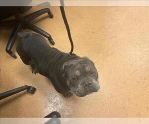 Bulldog Dogs for adoption in Martinez, CA, USA