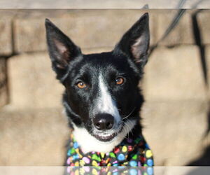 Border Collie Dogs for adoption in Cookeville, TN, USA