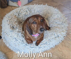 Dachshund Dogs for adoption in Sioux Falls, SD, USA